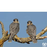 گونه لیل Eurasian Hobby